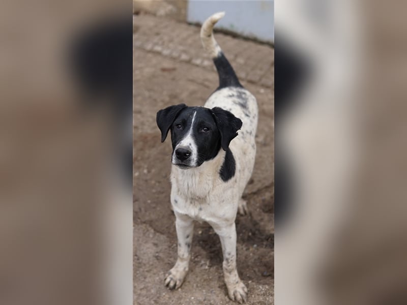 Foyala, geb. ca. 06/2022, lebt in GRIECHENLAND, auf einer privaten Pflegestelle