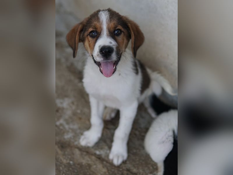 Florin, geb. ca. 05/2025, lebt in GRIECHENLAND, im städt. Tierheim Serres