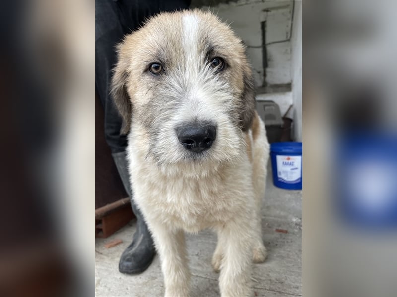 Maylo, geb. ca. 06/2022, lebt in GRIECHENLAND, auf einer privaten Pflegestelle