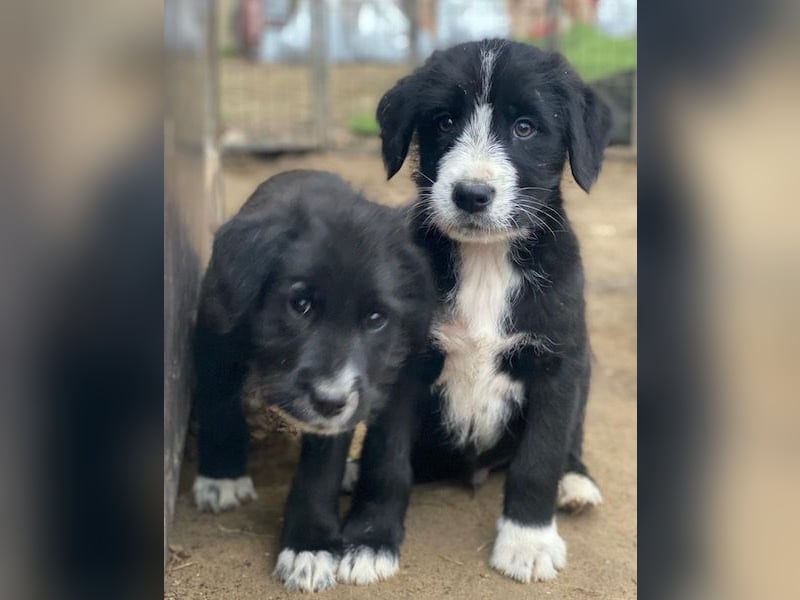 Kasimir, geb. ca. 09/2025, lebt in GRIECHENLAND, auf einer privaten Pflegestelle