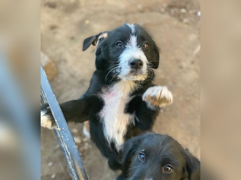 Kasimir, geb. ca. 09/2025, lebt in GRIECHENLAND, auf einer privaten Pflegestelle