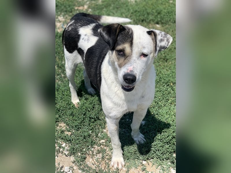 Marisa, geb. ca. 12/2017, lebt in GRIECHENLAND, im städt. Tierheim Serres