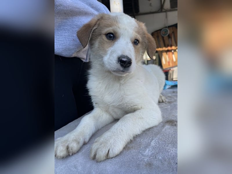 Chico, geb. ca. 10/2024, lebt in GRIECHENLAND, im städt. Tierheim Serres