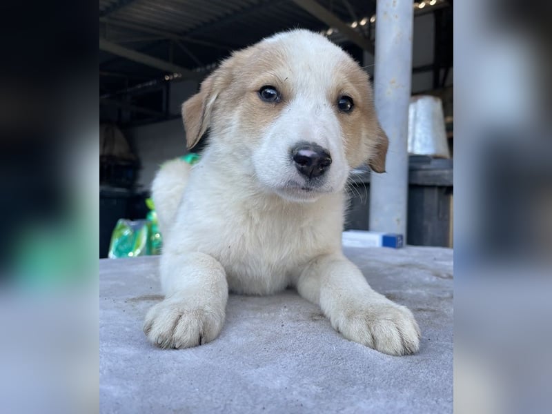 Chico, geb. ca. 10/2024, lebt in GRIECHENLAND, im städt. Tierheim Serres