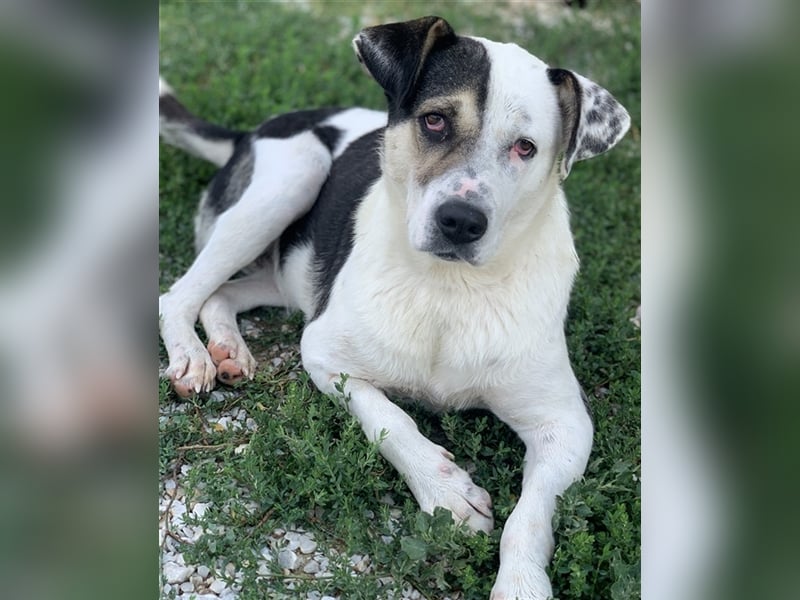 Marisa, geb. ca. 12/2017, lebt in GRIECHENLAND, im städt. Tierheim Serres