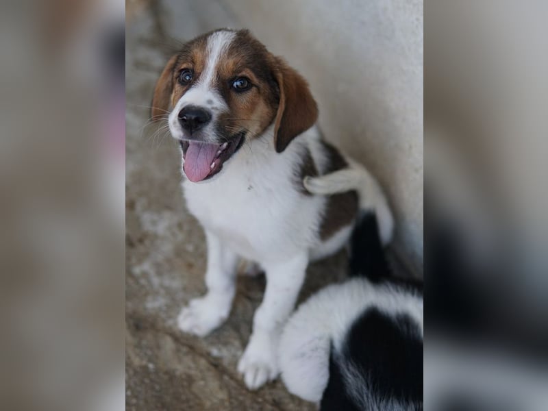 Florin, geb. ca. 05/2025, lebt in GRIECHENLAND, im städt. Tierheim Serres