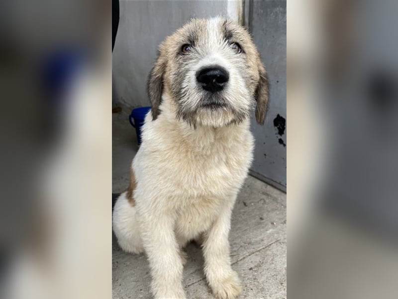 Maylo, geb. ca. 06/2022, lebt in GRIECHENLAND, auf einer privaten Pflegestelle