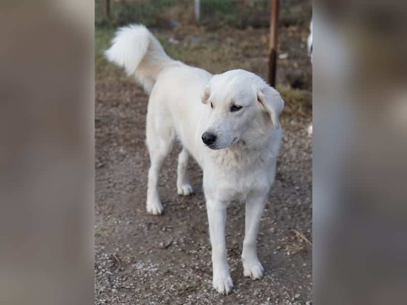 Idallo, geb. ca. 12/2020, lebt in GRIECHENLAND, im städt. Tierheim Serres