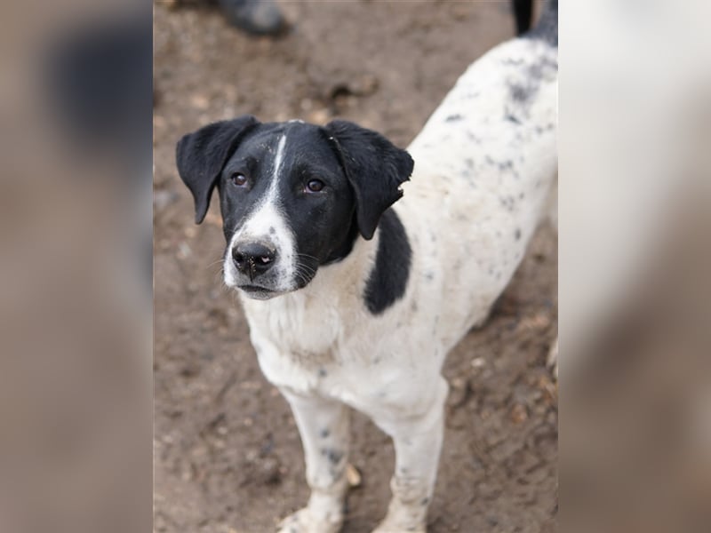 Foyala, geb. ca. 06/2022, lebt in GRIECHENLAND, auf einer privaten Pflegestelle