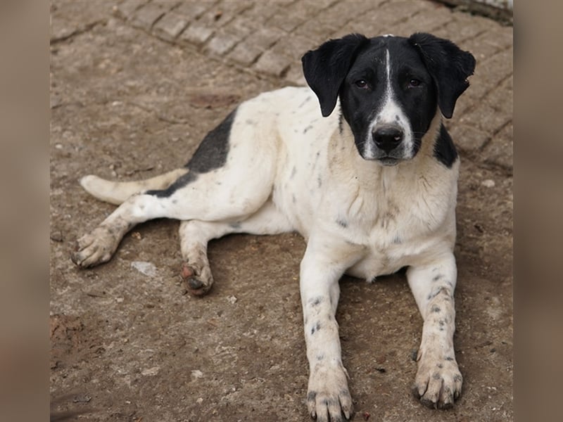 Foyala, geb. ca. 06/2022, lebt in GRIECHENLAND, auf einer privaten Pflegestelle