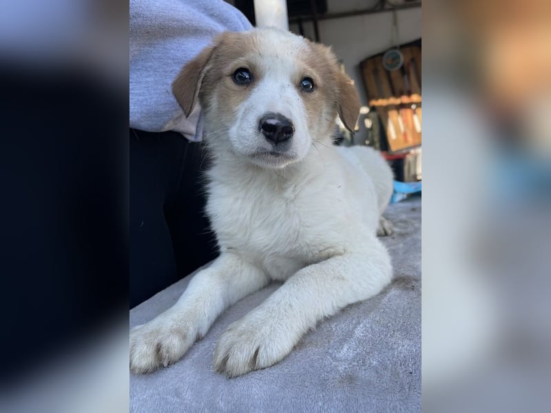 Chico, geb. ca. 10/2024, lebt in GRIECHENLAND, im städt. Tierheim Serres