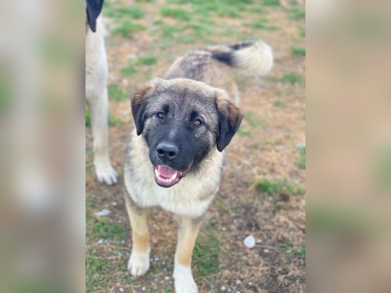 Moglito, geb. ca. 03/2025, lebt in GRIECHENLAND, im städt. Tierheim Serres