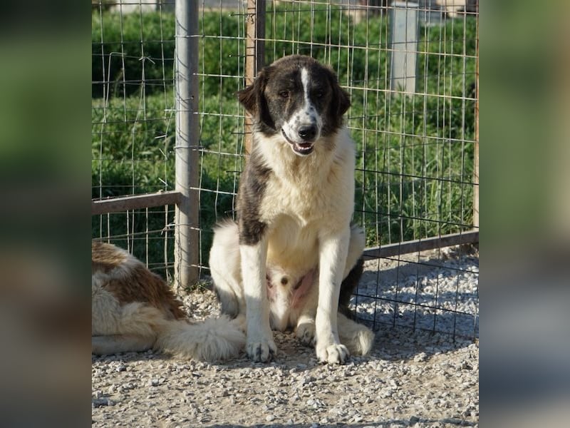 Yari, geb. ca. 05/2025, lebt in GRIECHENLAND, im städt. Tierheim Serres