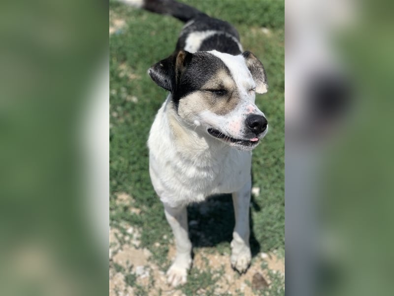 Marisa, geb. ca. 12/2017, lebt in GRIECHENLAND, im städt. Tierheim Serres