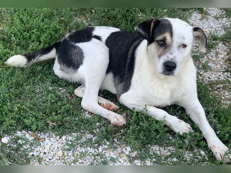 Marisa, geb. ca. 12/2017, lebt in GRIECHENLAND, im städt. Tierheim Serres