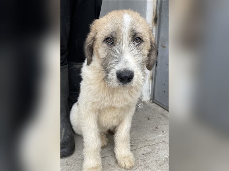 Maylo, geb. ca. 06/2022, lebt in GRIECHENLAND, auf einer privaten Pflegestelle