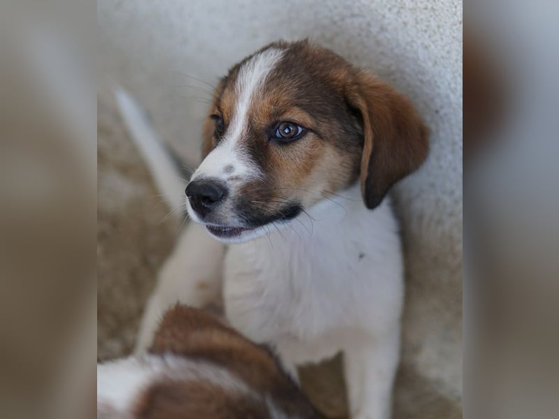 Florin, geb. ca. 05/2025, lebt in GRIECHENLAND, im städt. Tierheim Serres