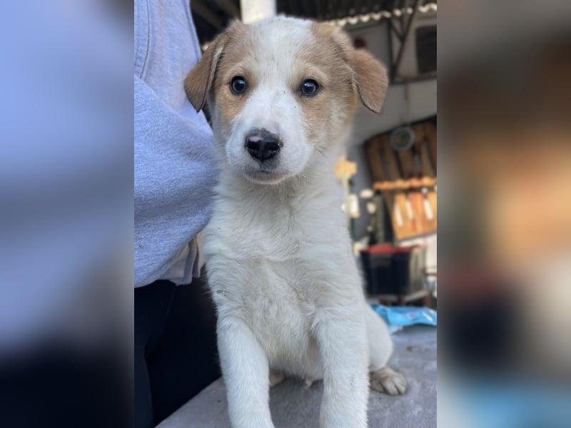 Chico, geb. ca. 10/2024, lebt in GRIECHENLAND, im städt. Tierheim Serres