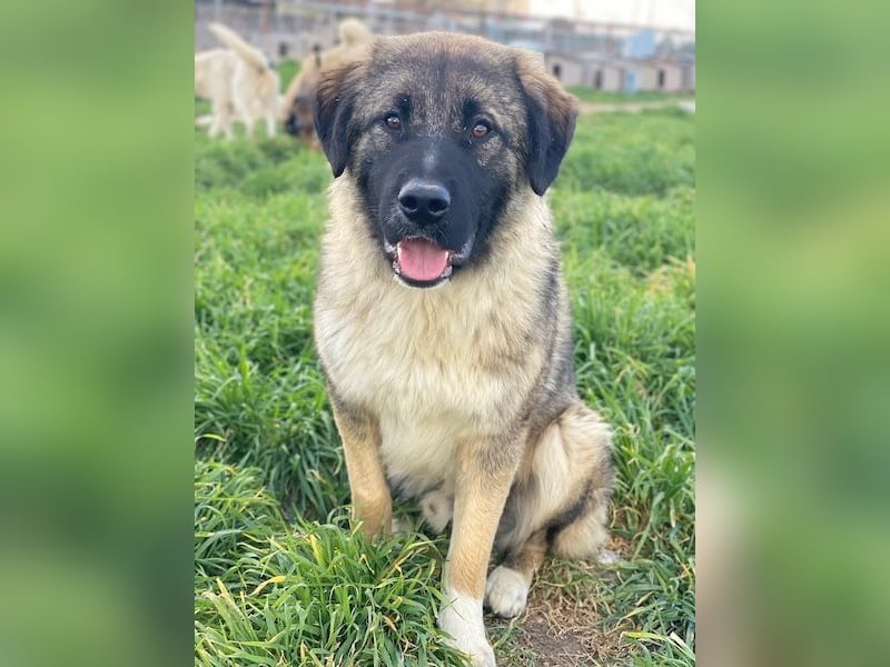 Moglito, geb. ca. 03/2025, lebt in GRIECHENLAND, im städt. Tierheim Serres