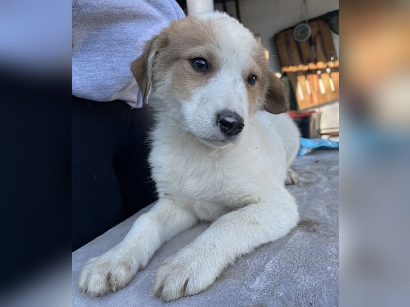 Chico, geb. ca. 10/2024, lebt in GRIECHENLAND, im städt. Tierheim Serres