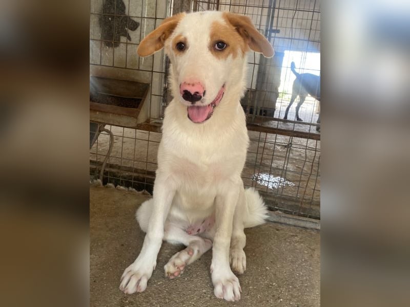 Miko, geb. ca. 02/2025, lebt in GRIECHENLAND, im städt. Tierheim Serres