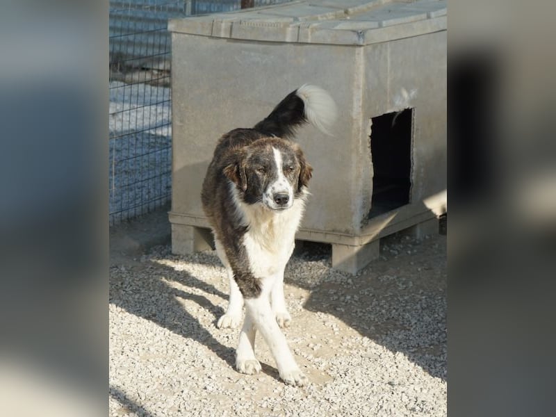 Yari, geb. ca. 05/2025, lebt in GRIECHENLAND, im städt. Tierheim Serres