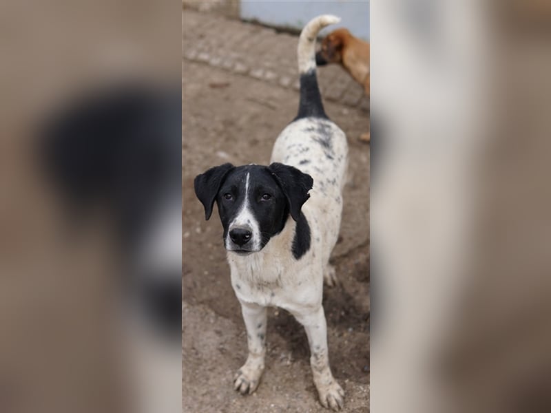 Foyala, geb. ca. 06/2022, lebt in GRIECHENLAND, auf einer privaten Pflegestelle