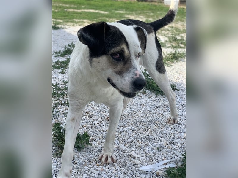 Marisa, geb. ca. 12/2017, lebt in GRIECHENLAND, im städt. Tierheim Serres