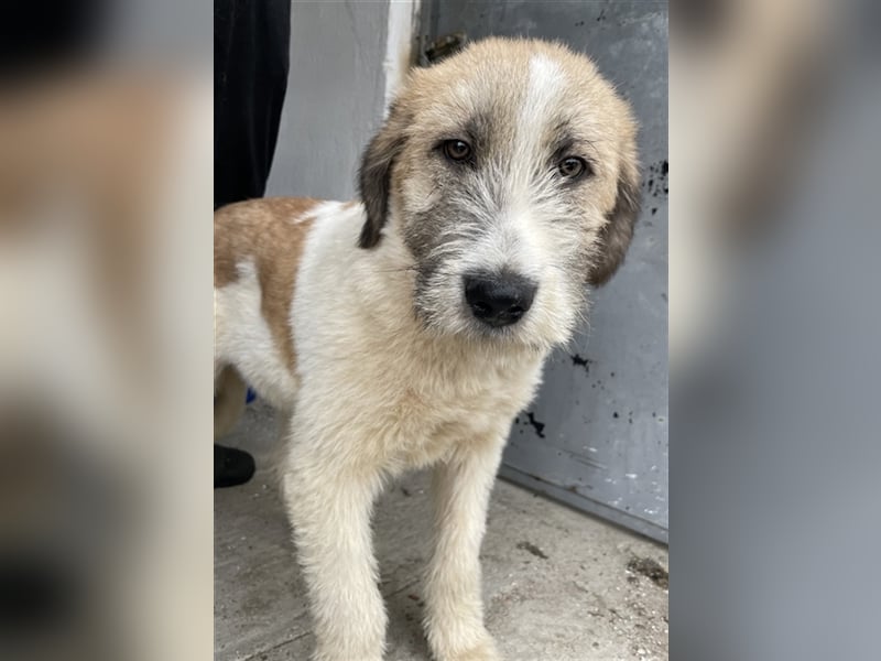 Maylo, geb. ca. 06/2022, lebt in GRIECHENLAND, auf einer privaten Pflegestelle