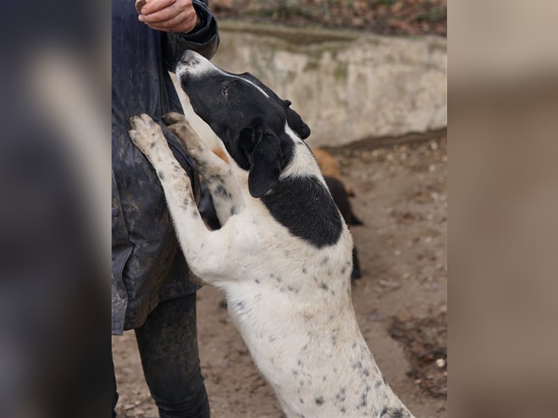 Foyala, geb. ca. 06/2022, lebt in GRIECHENLAND, auf einer privaten Pflegestelle