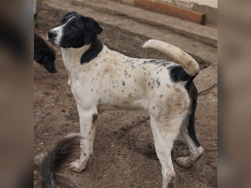 Foyala, geb. ca. 06/2022, lebt in GRIECHENLAND, auf einer privaten Pflegestelle