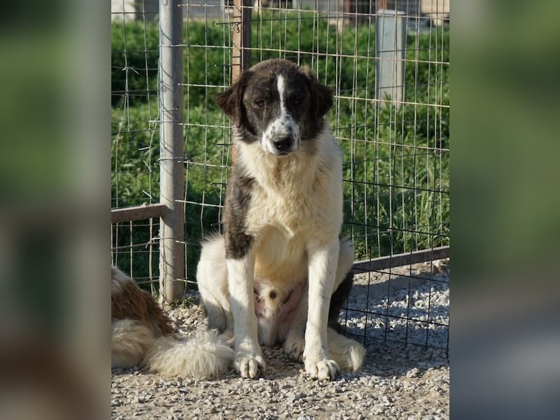 Yari, geb. ca. 05/2025, lebt in GRIECHENLAND, im städt. Tierheim Serres