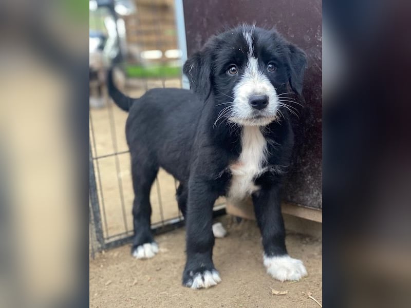 Kasimir, geb. ca. 09/2025, lebt in GRIECHENLAND, auf einer privaten Pflegestelle