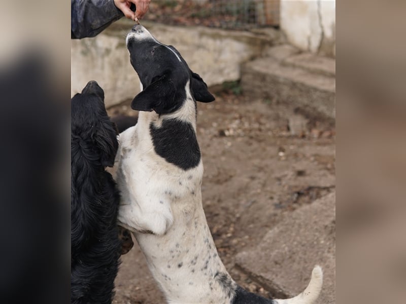 Foyala, geb. ca. 06/2022, lebt in GRIECHENLAND, auf einer privaten Pflegestelle