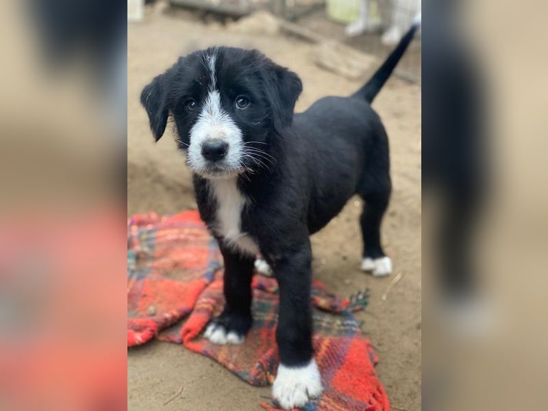 Kasimir, geb. ca. 09/2025, lebt in GRIECHENLAND, auf einer privaten Pflegestelle