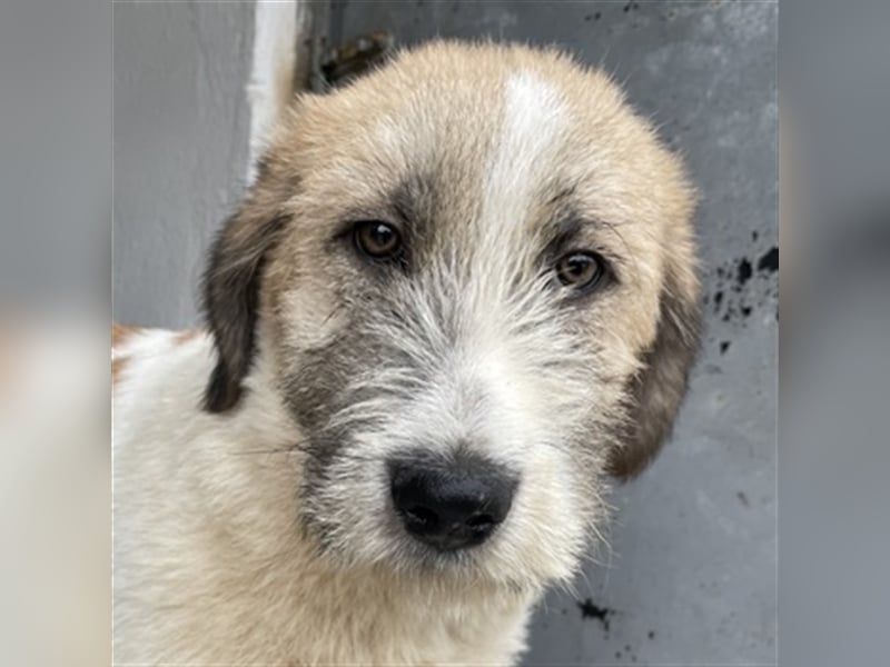 Maylo, geb. ca. 06/2022, lebt in GRIECHENLAND, auf einer privaten Pflegestelle