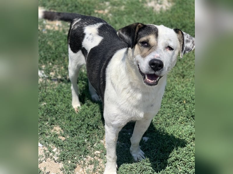 Marisa, geb. ca. 12/2017, lebt in GRIECHENLAND, im städt. Tierheim Serres