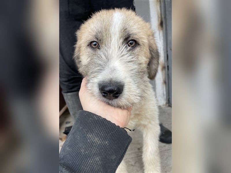 Maylo, geb. ca. 06/2022, lebt in GRIECHENLAND, auf einer privaten Pflegestelle