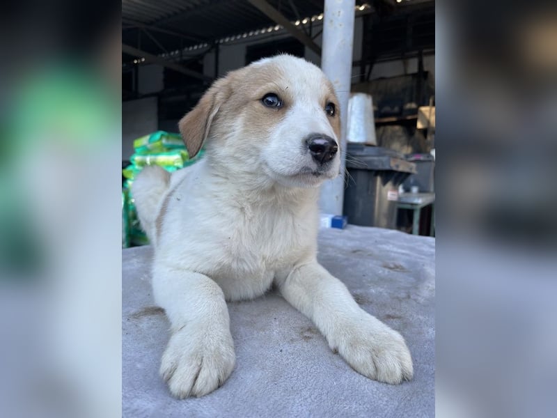 Chico, geb. ca. 10/2024, lebt in GRIECHENLAND, im städt. Tierheim Serres