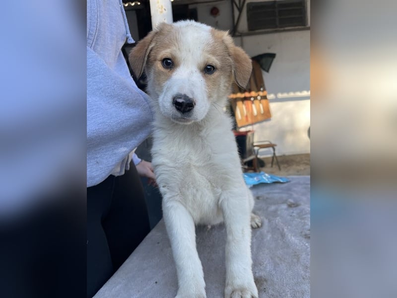 Chico, geb. ca. 10/2024, lebt in GRIECHENLAND, im städt. Tierheim Serres