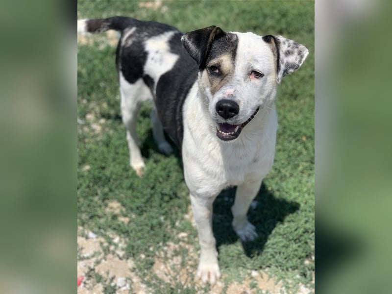 Marisa, geb. ca. 12/2017, lebt in GRIECHENLAND, im städt. Tierheim Serres