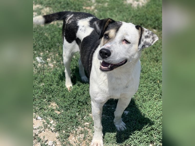 Marisa, geb. ca. 12/2017, lebt in GRIECHENLAND, im städt. Tierheim Serres