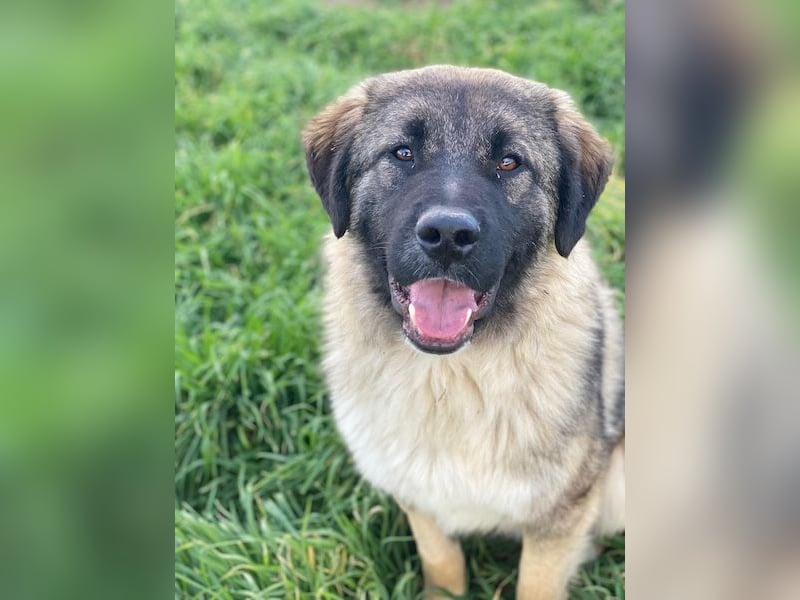 Moglito, geb. ca. 03/2025, lebt in GRIECHENLAND, im städt. Tierheim Serres