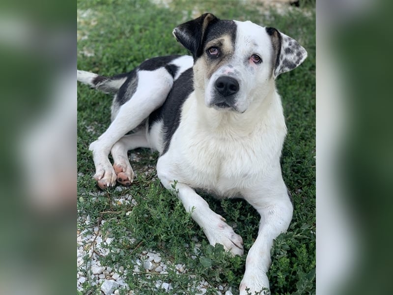 Marisa, geb. ca. 12/2017, lebt in GRIECHENLAND, im städt. Tierheim Serres