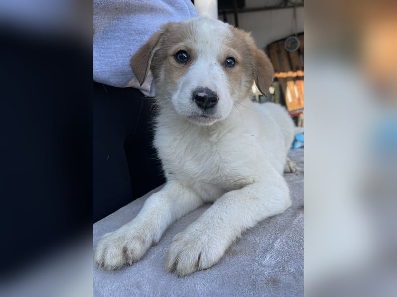 Chico, geb. ca. 10/2024, lebt in GRIECHENLAND, im städt. Tierheim Serres