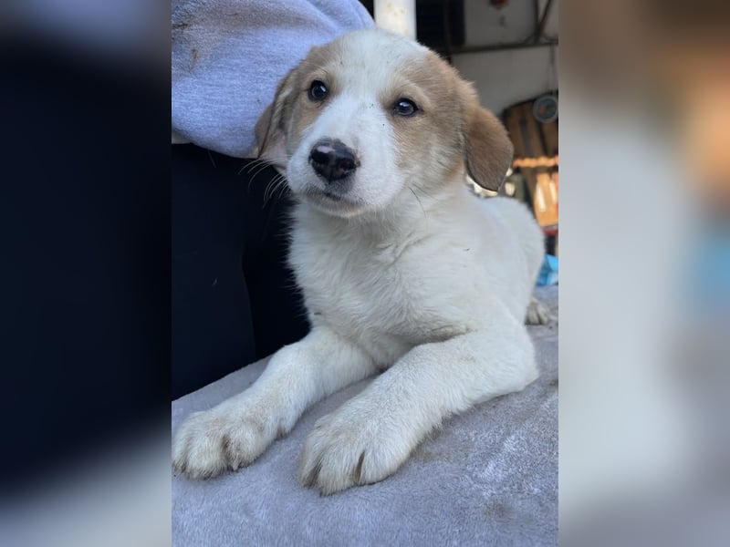 Chico, geb. ca. 10/2024, lebt in GRIECHENLAND, im städt. Tierheim Serres