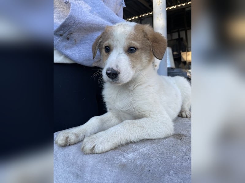 Chico, geb. ca. 10/2024, lebt in GRIECHENLAND, im städt. Tierheim Serres