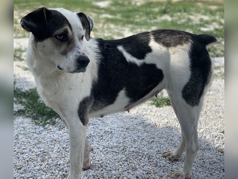 Marisa, geb. ca. 12/2017, lebt in GRIECHENLAND, im städt. Tierheim Serres