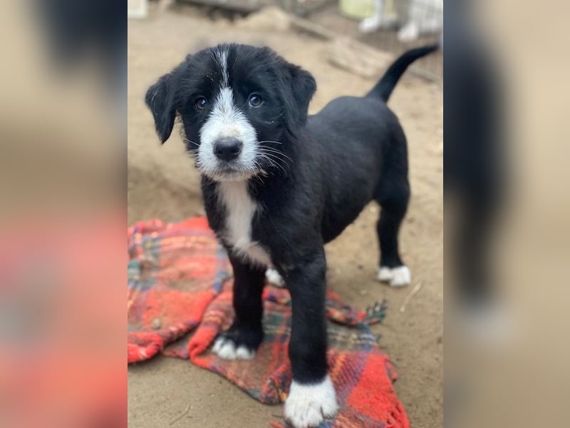 Kasimir, geb. ca. 09/2025, lebt in GRIECHENLAND, auf einer privaten Pflegestelle