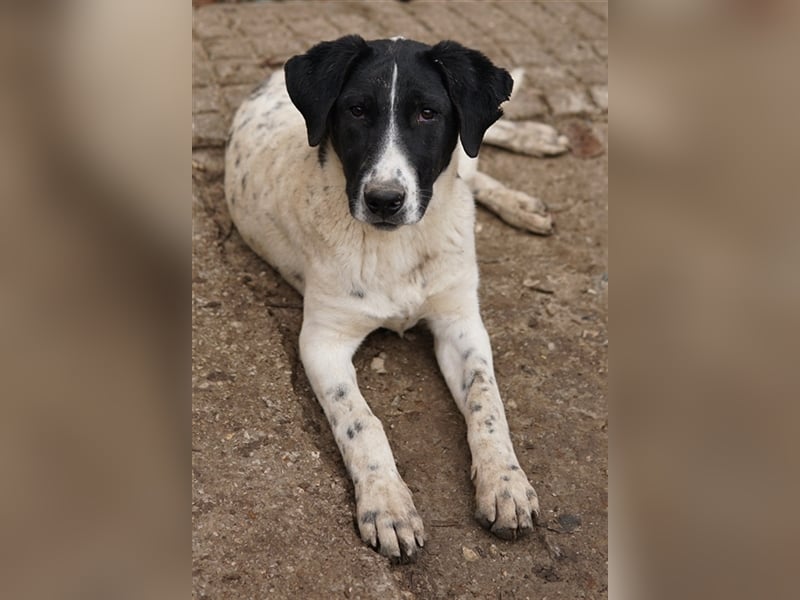 Foyala, geb. ca. 06/2022, lebt in GRIECHENLAND, auf einer privaten Pflegestelle